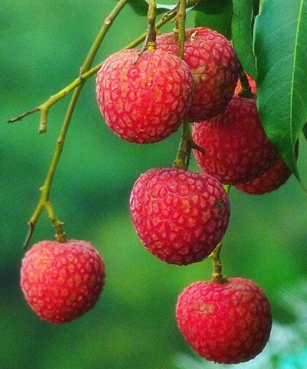 Litchi Seeds Seeds Summer Delicious Fruit Litchi Seeds