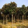 Magnolia Flower Seeds Magnolia Grandiflora Real Locationplant