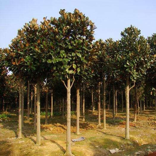 Magnolia Flower Seeds Magnolia Grandiflora Real Locationplant
