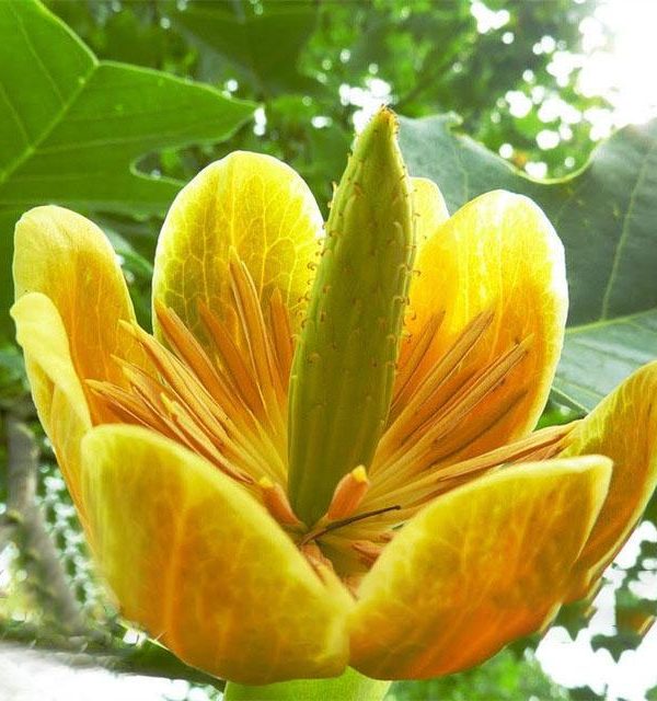 Magnoliaceae Flower Seeds Ornamental Plant Liriodendron Chinense