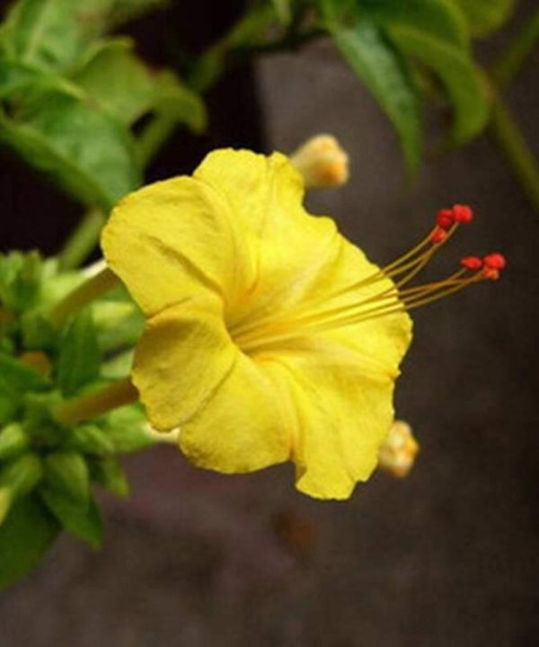 Margarita Carolina yellow Jessamine