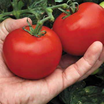 Mega Bite Hybrid Tomato Seeds