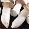 Mushroom Seeds Garden Planting Edible Pleurotus Eryngii Seeds