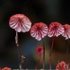 Mushroom Seeds Succulent Plant Ornament Potted Plants Seeds
