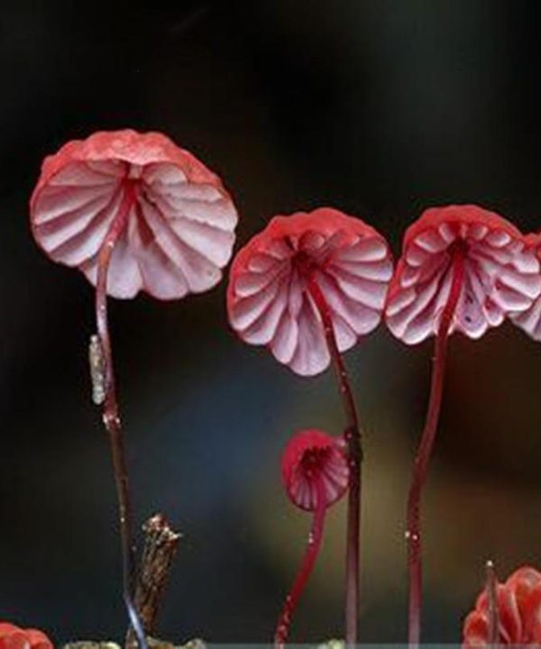Mushroom Seeds Succulent Plant Ornament Potted Plants Seeds