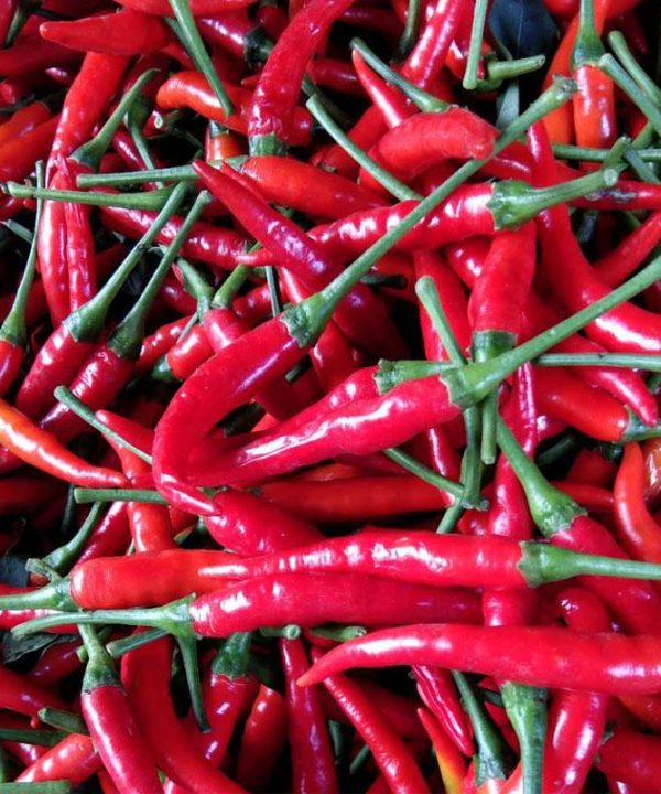 New Arrival Giant Spices Red Hot Pepper Seeds Plants Garden