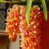 New Rushed Indoor Plants Noble Orchid Seeds Perennial Herb Land