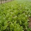 Organic Vegetable Seeds Vegetable Seeds