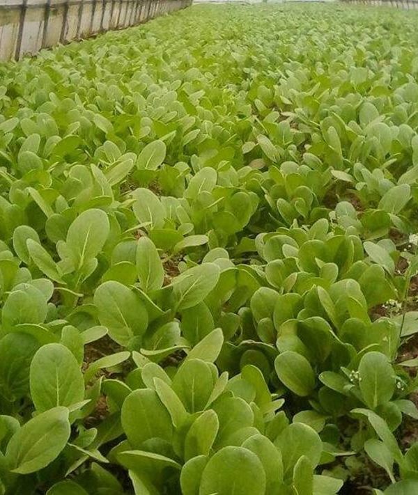 Organic Vegetable Seeds Vegetable Seeds