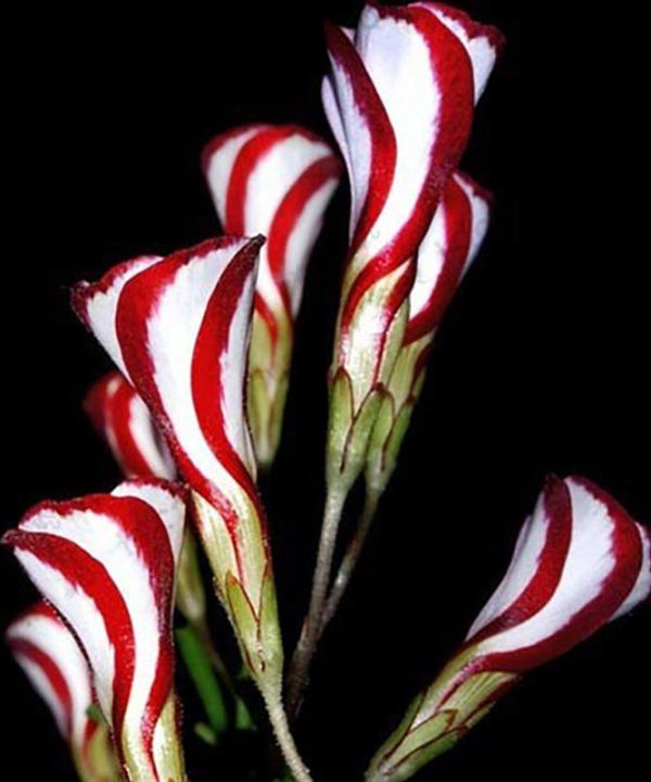 Oxalis Versicolor Candy Cane Sorrel Seeds for Home Garden Bloomi