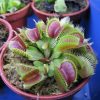 PROMOTION Plant Seeds Giant Clip Venus Flytrap Seeds