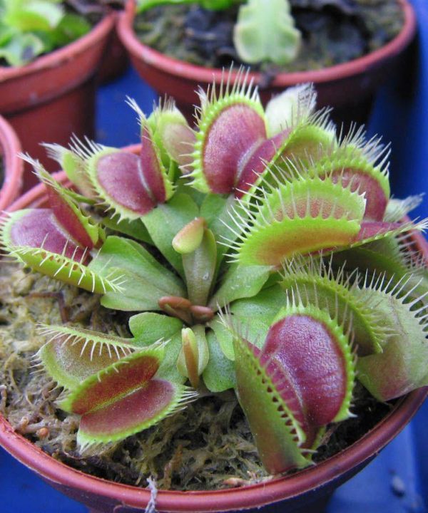 PROMOTION Plant Seeds Giant Clip Venus Flytrap Seeds