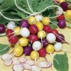 Park's Beauty Blend Radish Seed