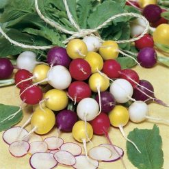 Park's Beauty Blend Radish Seed