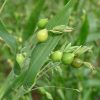 Pearl Barley Coix Chinensis Seeds Adlay Coixseed Job's Tears See