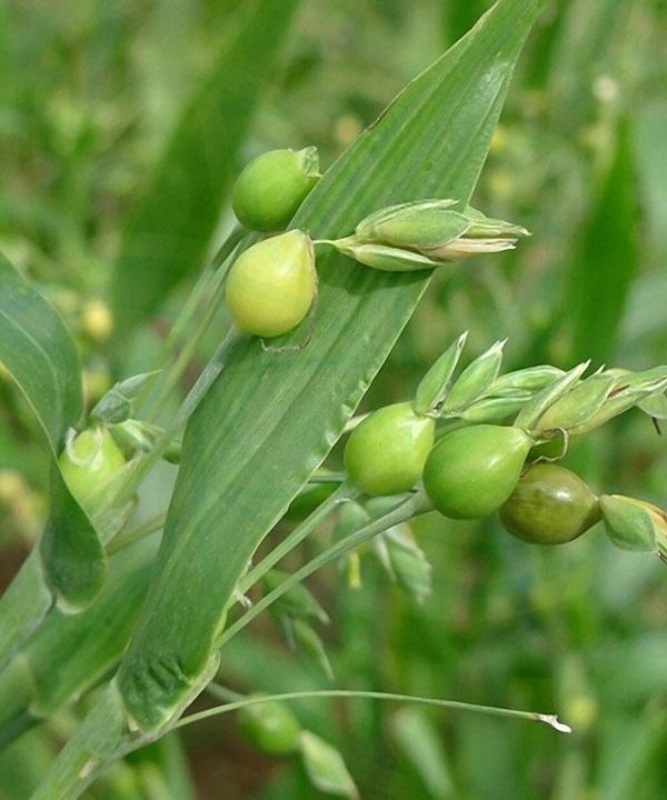 Pearl Barley Coix Chinensis Seeds Adlay Coixseed Job's Tears See