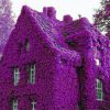 Perfume Rainbow Climbing Plants Coulourful Rock Cress Flower See