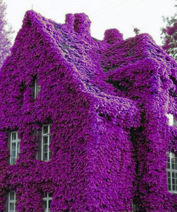 Perfume Rainbow Climbing Plants Coulourful Rock Cress Flower See