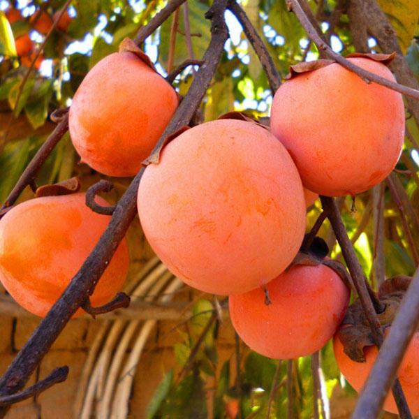 Persimmon Tree Seeds Diospyros Kaki Fruit Seed Home Garden Bonsa
