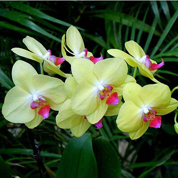 Phalaenopsis Rare Orchid Seeds Bonsai Plants Flowers Seeds ...