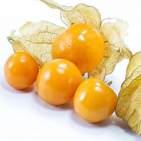 Physalis Seeds Garden Fruit Flower Latern Golden Berry Tree Seed