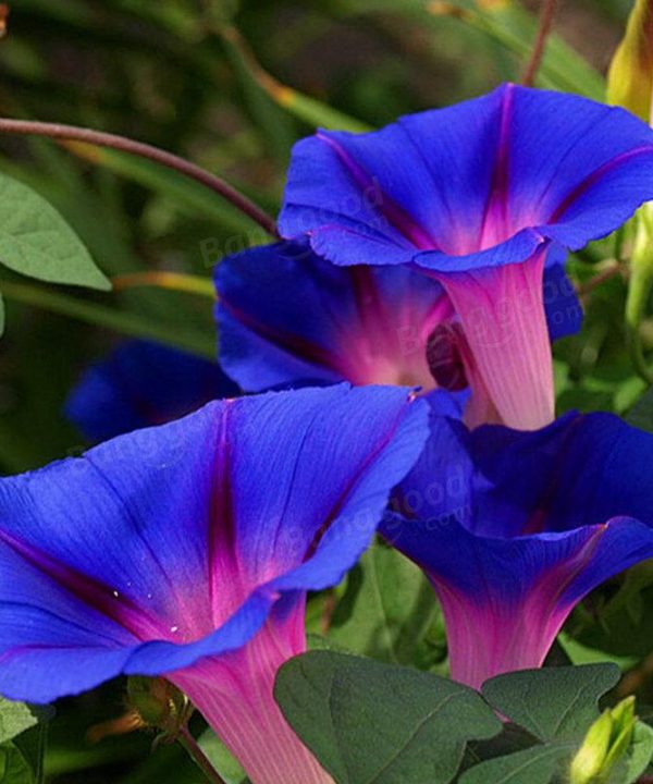 Picotee Blue Morning Glory Seeds Rare Petunia Seeds Bonsai Flower