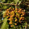 Pistachios Seeds Garden Outdoor Nut Tree Fruit Tree Seeds