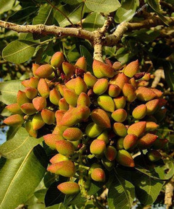 Pistachios Seeds Garden Outdoor Nut Tree Fruit Tree Seeds