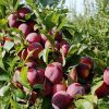 Plums Seeds Delicious Chinese Round Plums Fruit Red Li Zi Tree S