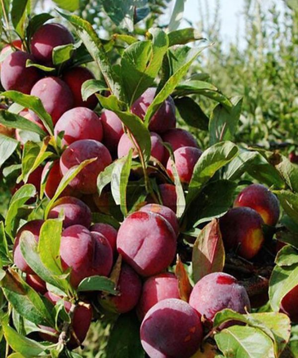 Plums Seeds Delicious Chinese Round Plums Fruit Red Li Zi Tree S