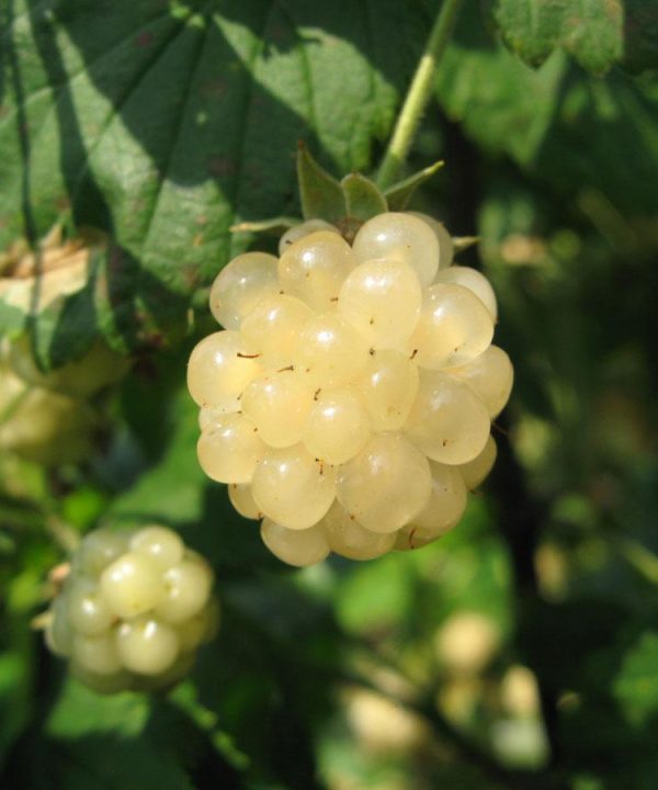 Polar Berry Blackberry Seed