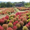 Potted Flowers bonsai Kochia bonsai Foliage Plants Seasons Seeds