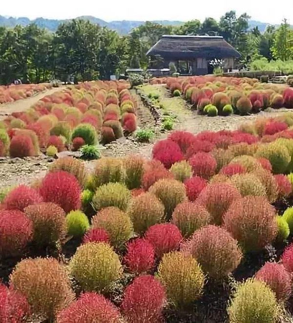 Potted Flowers bonsai Kochia bonsai Foliage Plants Seasons Seeds