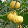 Pumpkin Seeds Machine-printed Specifically For Healthy Vegetable