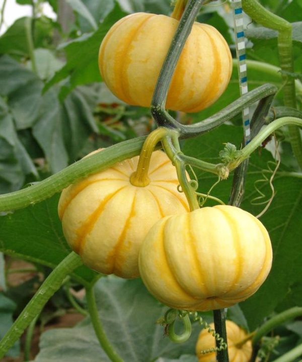 Pumpkin Seeds Machine-printed Specifically For Healthy Vegetable