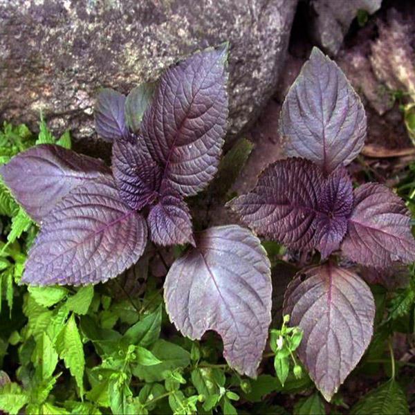 Purple Perilla Vegetable Seeds Garden Annual Herb Plant