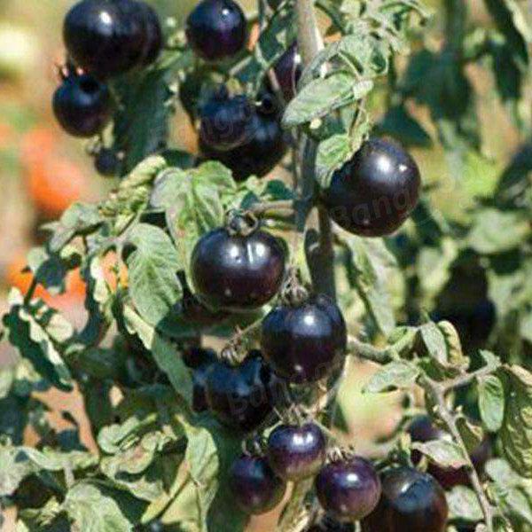 Purple Tomato Seeds Cherry Tomatoes Balcony Bonsai Seeds