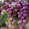 Quality grapes grown in the south north potted planted grape fru