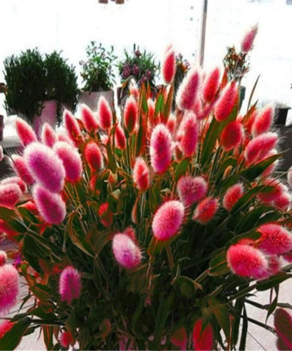 Rabbit Tail Grass Seeds Mixed Color Bunny Tail Grass Decor Seeds