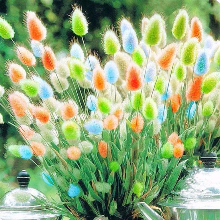 Rabbit Tail Grass Seeds Mixed Color Bunny Tail Grass Decor Seeds - SeedsDay