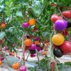 Rainbow Tomato Seeds Garden Organic Fruit Vegetable Plant Home
