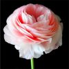 Ranunculus Flower Double Flap Ranunculus Asiaticus Seeds