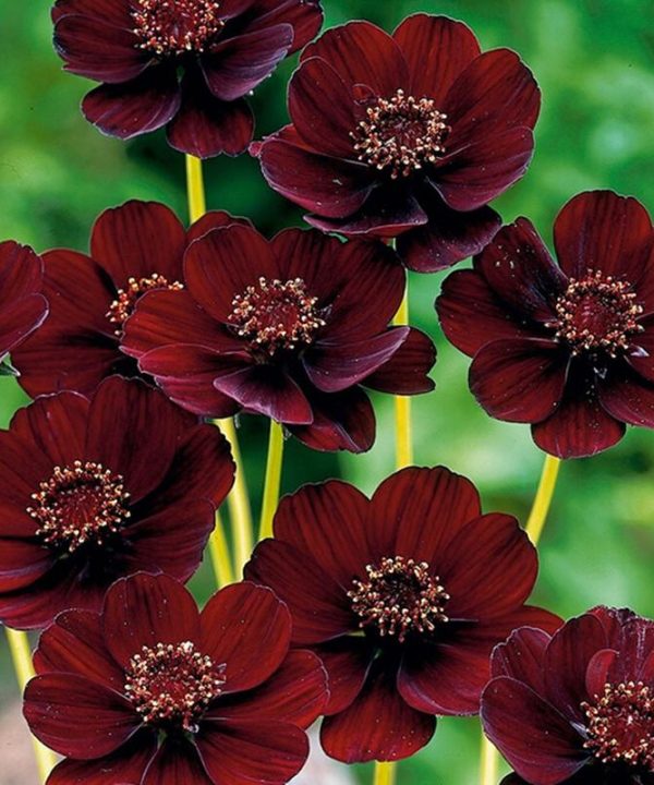 Rare Chocolate Cosmos Flower Seeds-Blooms all summer long