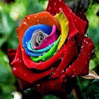 Rare Holland Rainbow Rose Flower Lover Multi-color Plants Home G