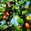 Real Exotic Fruit Jujube Seeds Easy Grow Perennial Plant