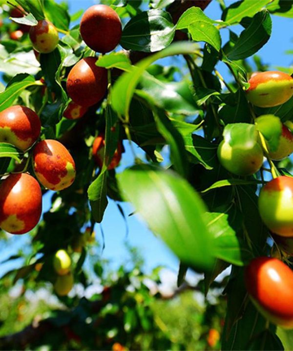 Real Exotic Fruit Jujube Seeds Easy Grow Perennial Plant