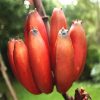 Red Banana Seeds Garden Potted Fruit Tree Seeds