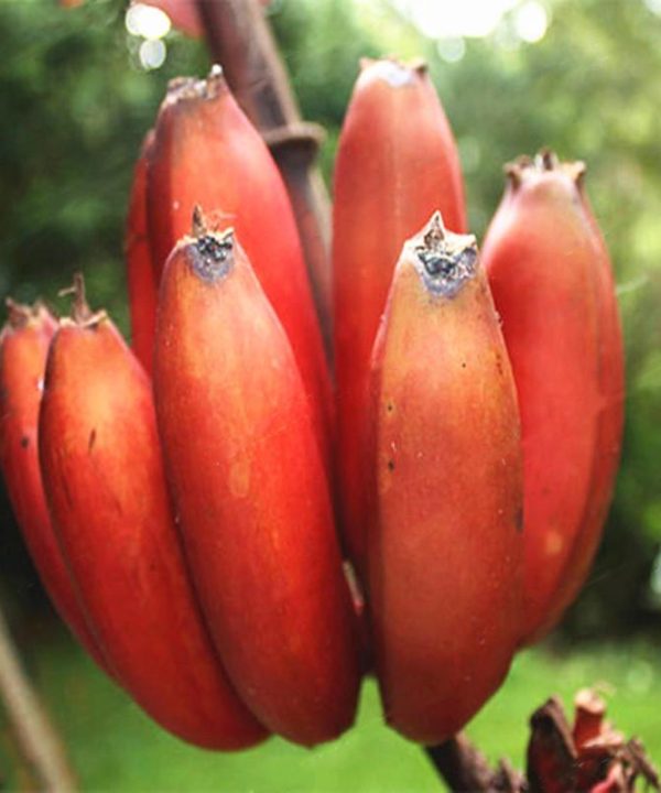 Red Banana Seeds Garden Potted Fruit Tree Seeds