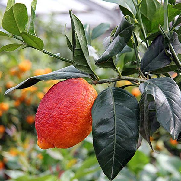 Red Color Lemon Seeds Drawf Tree Bonsai Organic Fruit Seed