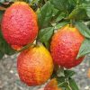 Red Color Lemon Seeds Organic Fruit Seed Home Garden Plants